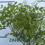 Agát biely (Robinia pseudocacacia) ´UMBRACULIFERA´ - výška 120-140 cm, kont. C5L (-34°C) - NA KMIENKU